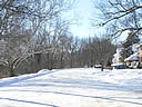 Big sycamore tree along Arbor Street